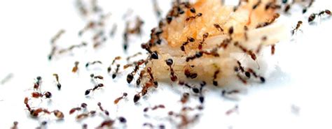 The Best Ant Control Services In Ventura Ca By Oconnor Pest Control Medium