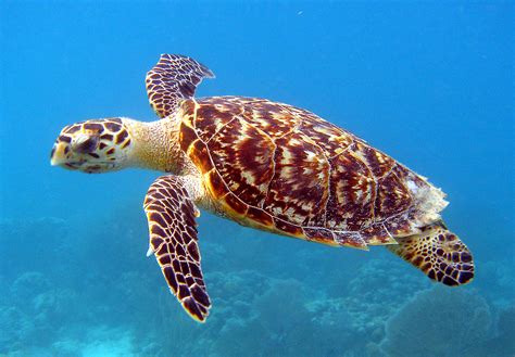 Sea Turtle Reptile Animal Hd Wallpapers