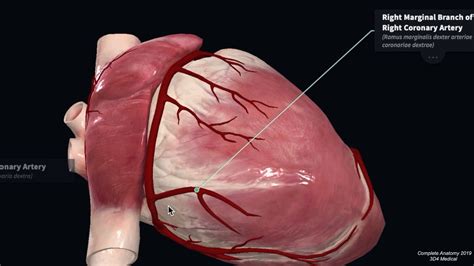 Coronary Artery Anatomy Blood Supply To The Heart Geeky Medics