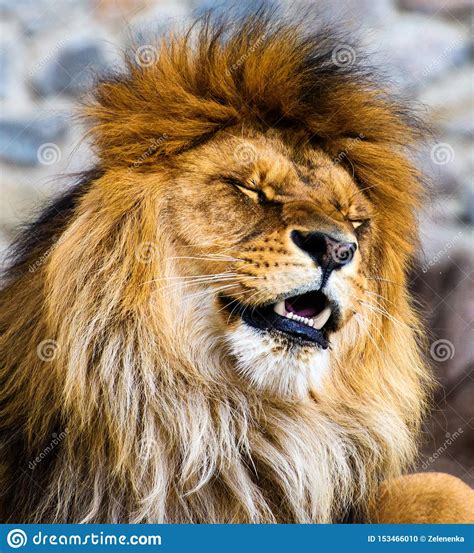 Beautiful Mighty Lion Stock Photo Image Of Dangerous