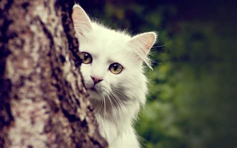 Photography Tips To Make You Best Cat Photographer Pets Nurturing