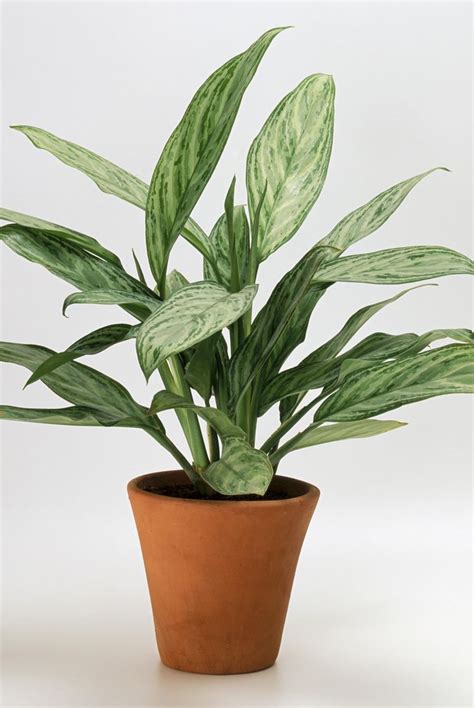 13 Houseplants That Can Survive Low Light Best Indoor Low Light Plants