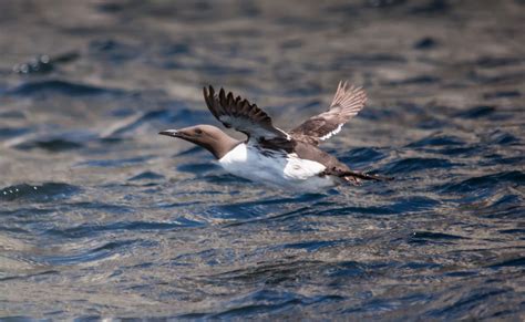 Безплатна снимка море крайбрежие океан птица крило морски птици