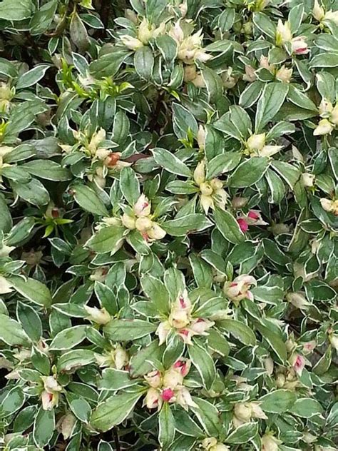 azalea japonica silver queen with variegated leaves for sale uk small evergreen shrubs trees