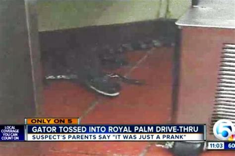 Florida Man Accused Of Throwing Alligator Into Wendys Drive Through Window Gephardt Daily