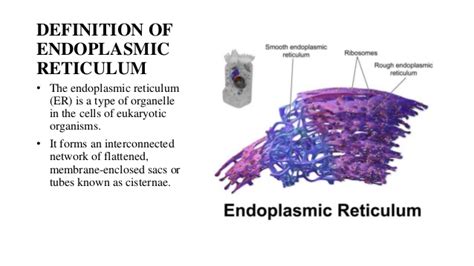 We did not find results for: Nucleus & Endoplasmic reticulum