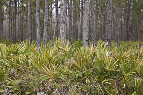 Saw Palmettos In Front Of A Pine Forest At Colt Creek State Park