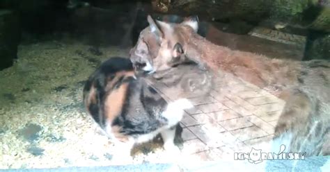 Videostray Cat Befriends Lynx After Sneaking Into Its Zoo Enclosure In