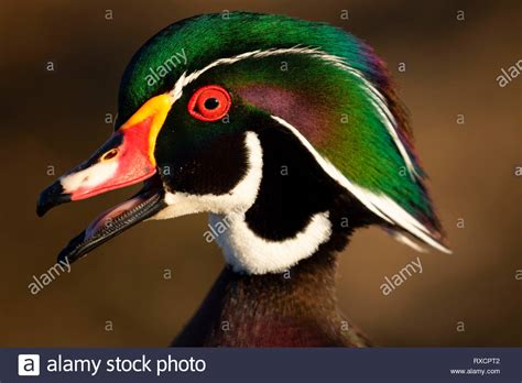 Wood Duck Aix Sponsa George C Reifel Migratory Bird Sanctuary