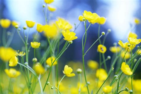 Buttercup Flower Meaning And Symbolism By Color Florgeous