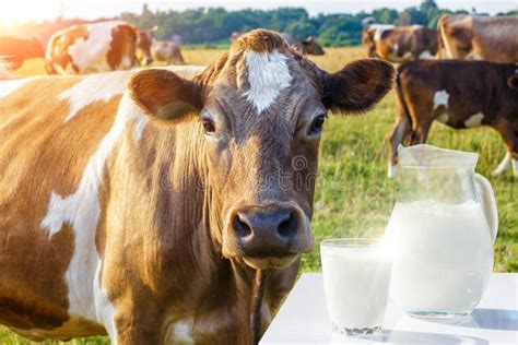 122581 Cow Milk Stock Photos Free And Royalty Free Stock Photos From