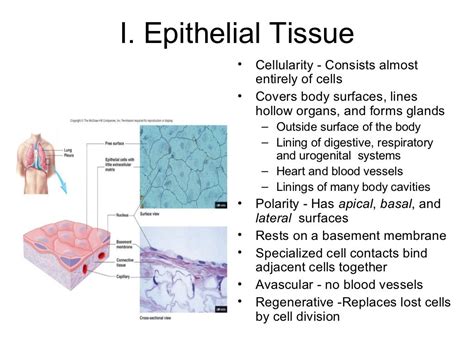 Epithelium Cellstissues And Histology
