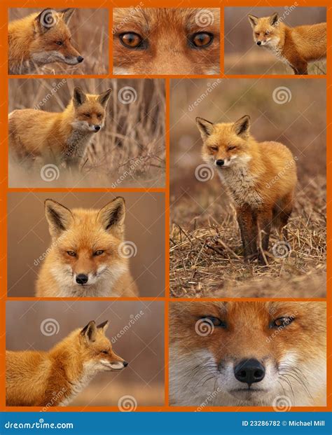 Red Fox Collage Stock Photography Image 23286782