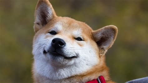 Последние твиты от dogecoin memes (@dogecoinmemes). لا يمكنك الاحتفاظ بكلب جيد: ارتفعت Meme Token Dogecoin ...