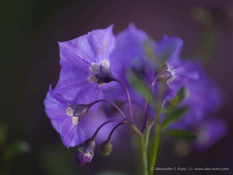 Solanum Flowers Alexander S Kunz Photography