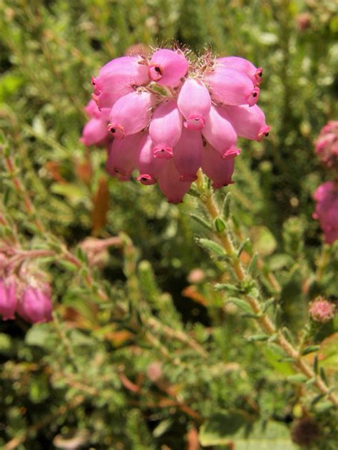 Erika is both a common german female name and the german word for heather (see also erica), a common german wildflower. Glocken-Heide Erica tetralix Beschreibung Steckbrief ...