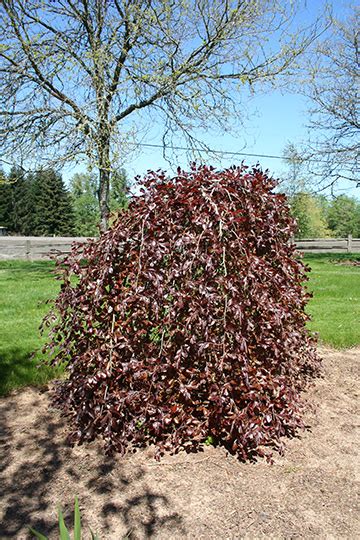 Purple Fountain Beech Glover Nursery