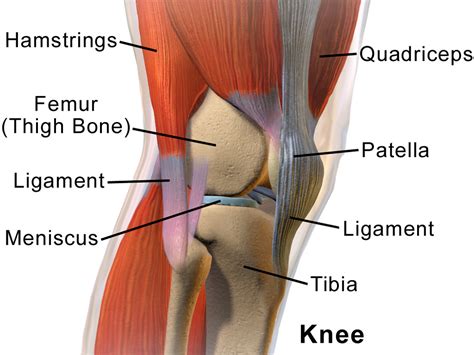 Knee Replacement Surgery What Is It How Does It Work
