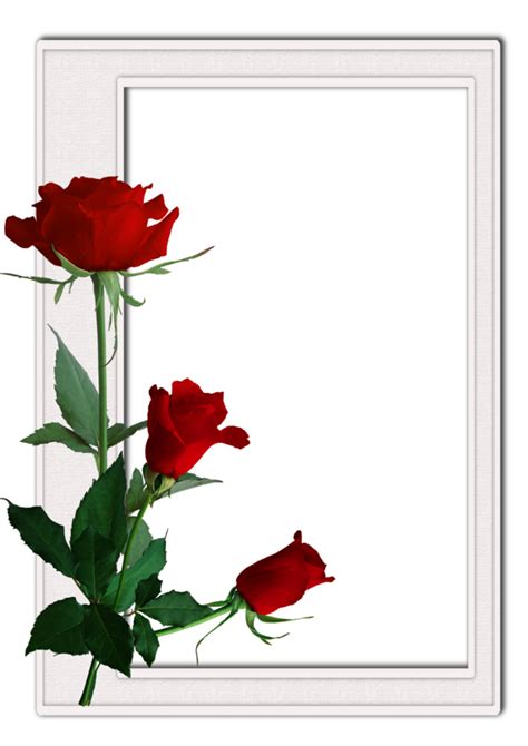 Transparent Background Red Rose Frame Png Masterfleberlin Riset