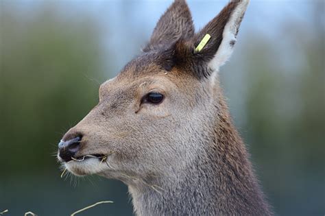 Red Deer Head Shot Stock Photo Download Image Now Animal Animal