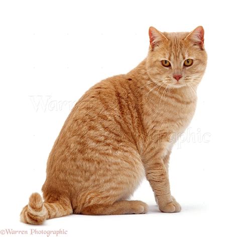 Ginger British Shorthair Male Cat Photo Wp16690