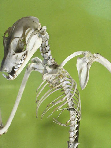 Bat Skeleton Bat Skeleton Smithsonian National Museum Of N Flickr