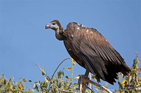 White Rumped Vulture Gyps Bengalensis Birds Of Gujarat