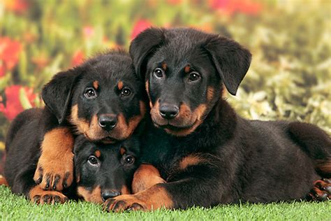 Beauceron Puppies For Sale Dog Bazar