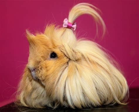 Long Haired Guinea Pig With Bow Cuteness Pinterest