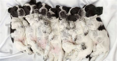 Dog Rash On Belly Causes And Symptoms To Know Fidose Of Reality