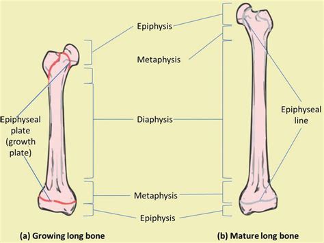 Long Bone Labeled Epiphyseal Plate Diaphysis Images Stock Photos