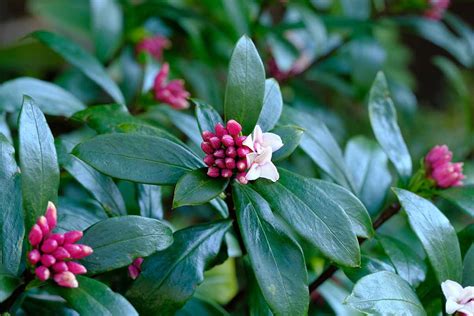 How To Grow And Care For Winter Daphne Gardeners Path