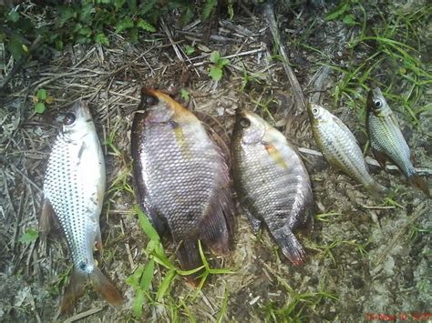 Banyak orang yang lebih memilih memelihara ikan hias dan bukan jenis ikan hias air tawar ini berasal dari amerika selatan. My Life of My Journey: perbedaan ikan air dangkal dengan ...