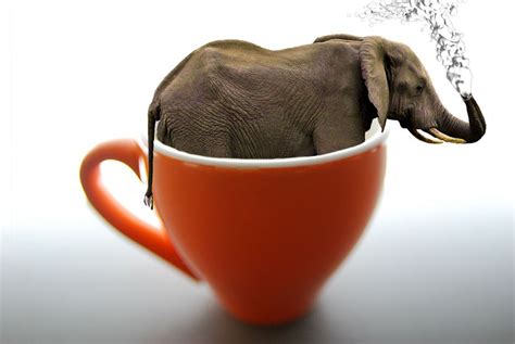 Was Macht Der Elefant Im Espresso Kaffee