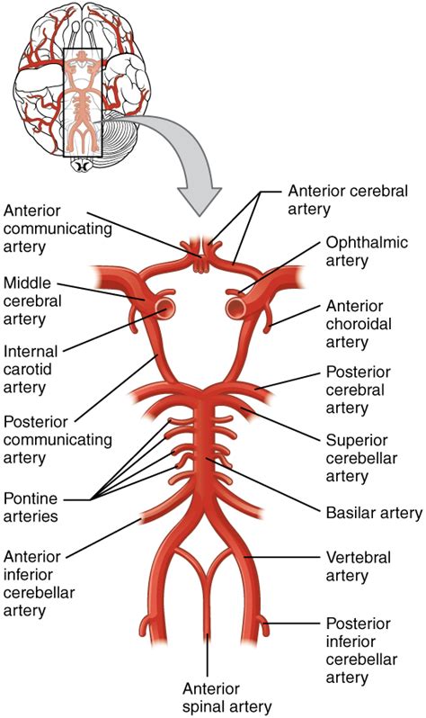 The anatomical variations that come with an incomplete circle of willis can be genetically determined. Nerves, Blood Vessels and Lymph - Advanced Anatomy 2nd. Ed.