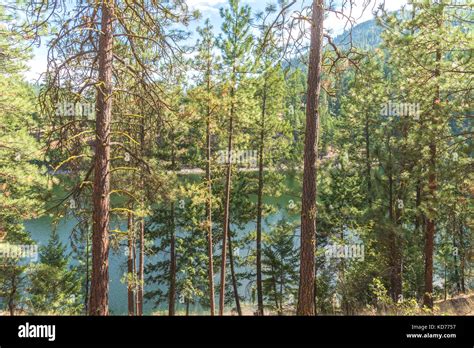Ponderosa Pine Forest With Lake In Background In Summer Stock Photo Alamy