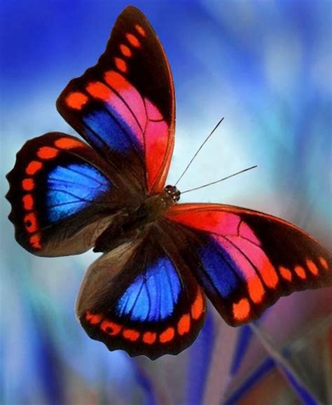 Mariposa Beautiful Butterfly Pictures Beautiful Butterflies