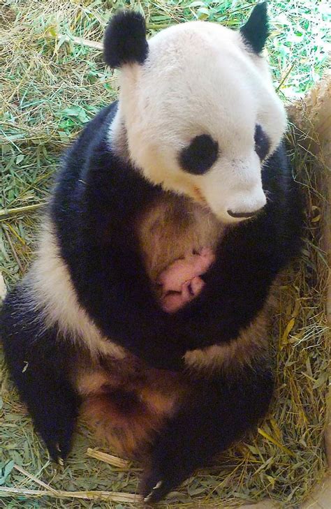Viennas Schoenbrunn Zoo Panda Gives Birth To Twins