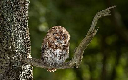 Owl Tree Background