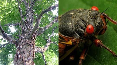 Although they are sometimes called locusts, this is a misnomer. Bow, Humans: Trillions of Cicadas Are Going to Rule America