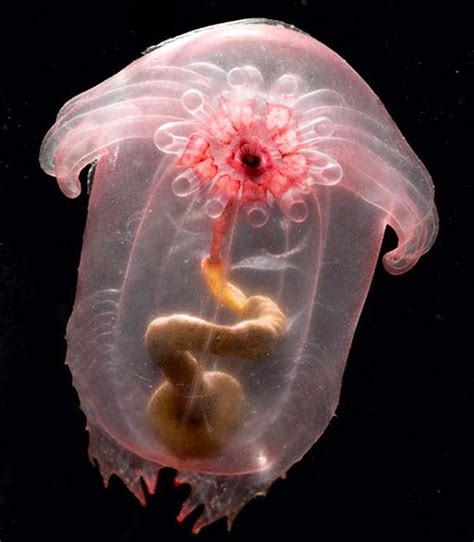 11 Most Amazing Creatures Of The Mariana Trench Deep Sea Creatures