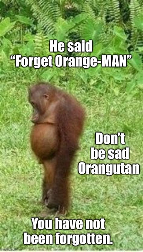 Sad Orangutan Memes Imgflip