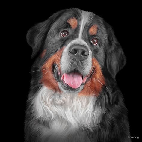 Drawing Bernese Mountain Dog By Bonidog Redbubble