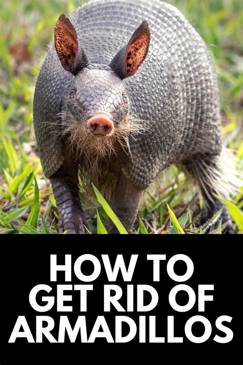 How To Get Rid Of Armadillos Under The Deck Complete Guide 2023