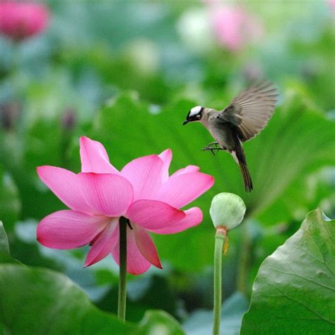 Beautiful Lotus Flower And Cute Birds Chim đẹp Hoa