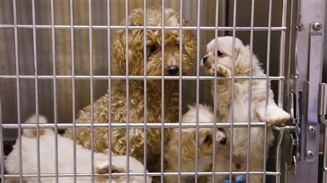 La Reaffirms Commitment To ‘no Kill Animal Shelters Nbc Bay Area