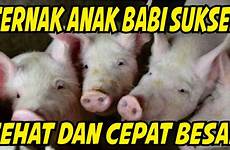 babi cepat membesarkan