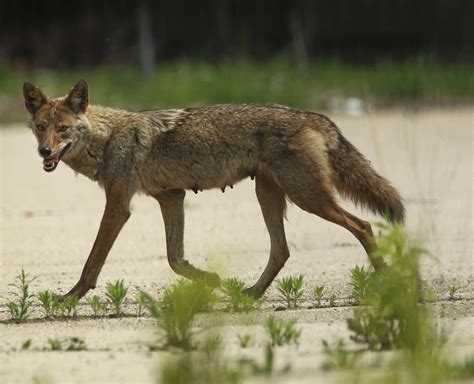 Coyotes On The Prowl In Nj 77 Wabc