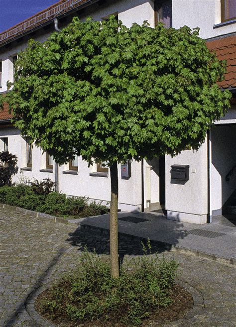 Kleine baume kleiner baum fur den garten. Bäume aus der Baumschule - Baumschule Salzburg ...