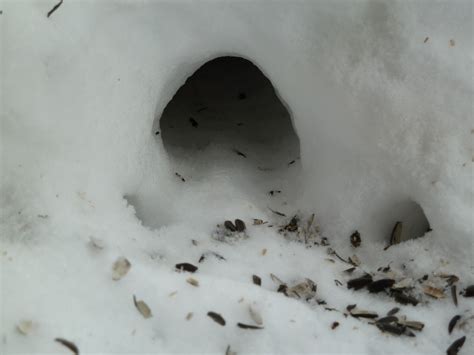 Penelopedia Nature And Garden In Southern Minnesota Tunnels In Snow
